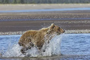 Lake Clark National Park And Pr Prints: Grizzly bear chasing fish in Silver Salmon Creek