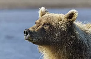 Bear Gallery: Grizzly bear close-up, Lake Clark National Park and Preserve, Alaska