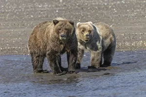 Bear Gallery: Grizzly bear cub and adult female, Lake Clark National Park and Preserve, Alaska