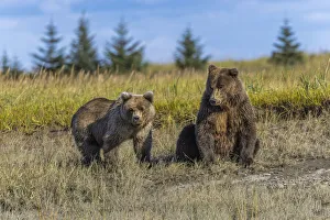 Grizzly bear cub and adult female, Lake Clark National Park and Preserve, Alaska, Silver Salmon Creek