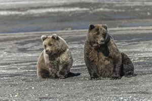 Bear Gallery: Grizzly bear cub and adult female together, Lake Clark National Park and Preserve, Alaska