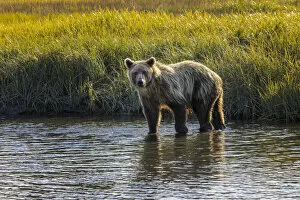 Bear Gallery: Grizzly bear cub crossing grassy meadow, Lake Clark National Park and Preserve, Alaska