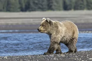 Bear Gallery: Grizzly bear cub, Lake Clark National Park and Preserve, Alaska, Silver Salmon Creek