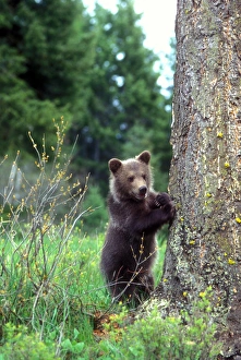 Grizzly Prints: Grizzly bear cub leaning against a tree looking out for predators