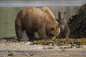 Grizzly bear cub standing next to its mother on a beach in Geographic Harbor, Katmai National Park