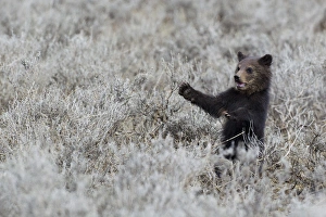 Yellowstone Prints: Grizzly Bear Cub, Yellowstone NP