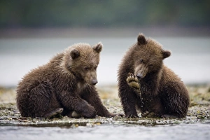 Babies Prints: Grizzly Bear Cubs, Katmai National Park, Alaska