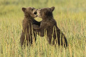 Cubs Prints: Grizzly bear cubs (ursus arctos) playfight in a meadow