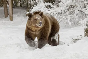Predatory Prints: Grizzly bear in deep winter snow, Ursus arctic, controlled situation, Montana
