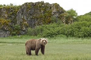 S Edge Prints: Grizzly Bear, Kukak Bay, Katmai National Park, Alaska
