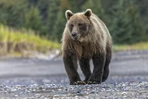 Bear Gallery: Grizzly bear, Lake Clark National Park and Preserve, Alaska