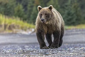 Bear Gallery: Grizzly bear, Lake Clark National Park and Preserve, Alaska