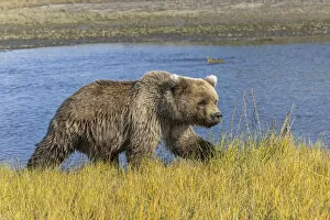 Bear Gallery: Grizzly bear, Lake Clark National Park and Preserve, Alaska, Silver Salmon Creek