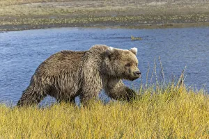 Bear Gallery: Grizzly bear, Lake Clark National Park and Preserve, Alaska, Silver Salmon Creek