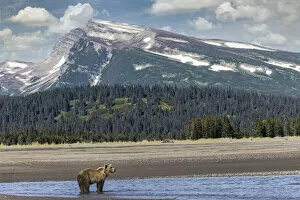 Bear Gallery: Grizzly bear in landscape with mountain, Lake Clark National Park and Preserve, Alaska