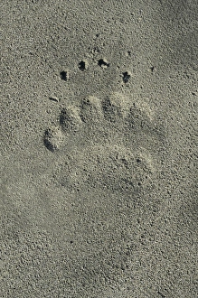 James Kay Prints: Grizzly Bear rear footprint along Alsek River