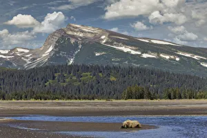 Bear Gallery: Grizzly bear resting on beach with mountain backdrop, Lake Clark National Park and Preserve, Alaska