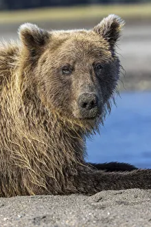 Lying Down Prints: Grizzly bear resting, Lake Clark National Park and Preserve, Alaska