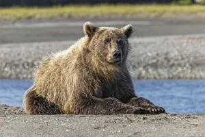 Watching Prints: Grizzly bear resting on shoreline