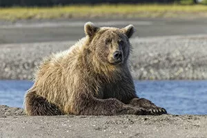 Bear Gallery: Grizzly bear resting on shoreline, Lake Clark National Park and Preserve, Alaska