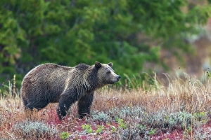 Grizzly Prints: Grizzly bear scans surroundings during an autumn rain shower in Wyoming