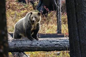 Ursus Arcto Prints: Grizzly bear (sow)