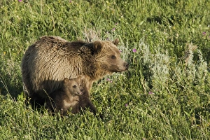 Images Dated 21st June 2007: Grizzly Bear Sow with Cub