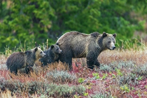 Grizzly Prints: Grizzly bear sow with twin cubs during an autumn rain shower in Wyoming