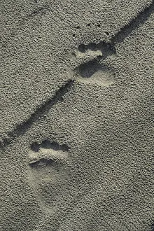 James Kay Prints: Grizzly Bear tracks along Alsek River, Tatshenshini-Alsek Provincial Wilderness Park