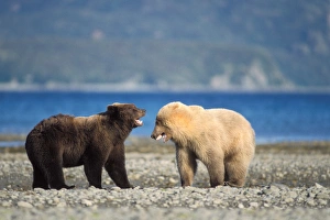grizzly bear, Ursus horribilis, or brown bear, Ursus arctos, rare blonde (white)