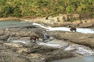 Images Dated 17th August 2007: Grizzly Bears. Also called Brown Bears. McNeil River State Game Sanctuary and refuge