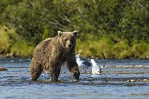 Katmai Prints: Grizzly or brown bear (Ursus arctos)