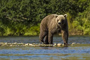 Images Dated 30th August 2014: Grizzly or brown bear (Ursus arctos)