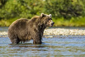 Grizzly or brown bear (Ursus arctos), Moraine Creek (River), Katmai National Park and Reserve