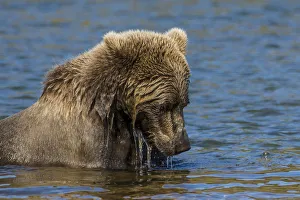 Grizzly or brown bear (Ursus arctos), Moraine Creek (River), Katmai National Park and Reserve