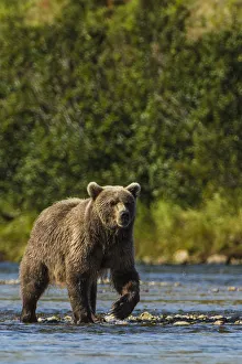 Images Dated 30th August 2014: Grizzly or brown bear (Ursus arctos)