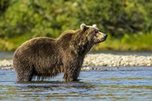 Grizzly or brown bear (Ursus arctos), Moraine Creek (River), Katmai National Park and Reserve