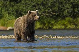 Grizzly or brown bear (Ursus arctos), Moraine Creek (River), Katmai National Park and Reserve