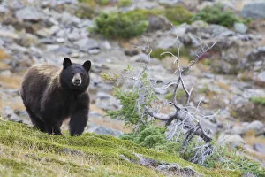 Images Dated 23rd September 2015: Grizzly Colored Black Bear