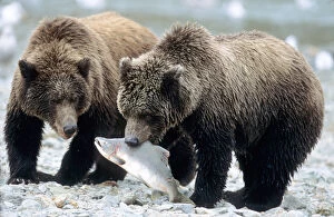 Two Grizzly Cubs, One with Salmon in Mouth on River Bank, U.S.A. Alaska, Katmai Peninsula