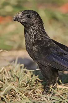 Images Dated 29th June 2006: Groove-billed Ani, Crotophaga sulcirostris, adult on ground, Willacy County, Rio Grande Valley