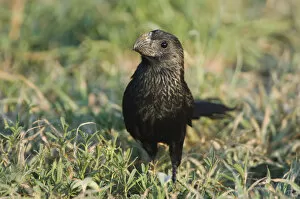 Images Dated 28th June 2006: Groove-billed Ani, Crotophaga sulcirostris, adult on ground, Willacy County, Rio Grande Valley