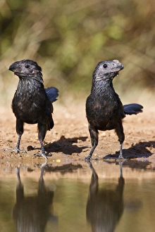 Groove-billed Ani (Crotophaga sulcirostris) pair a pond for drink