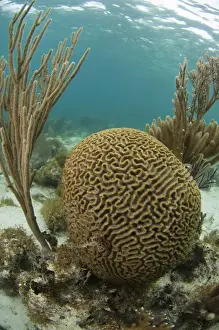 Barrier Reef Prints: Grooved Brain Coral (Diploria labyrinthiformis) Coral Reef Island, Belize Barrier Reef