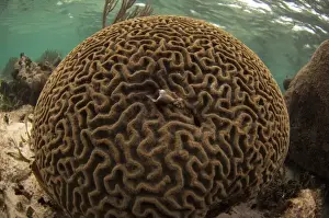Grooved Brain Coral (Diploria labyrinthiformis) Coral Reef Island, Belize Barrier Reef