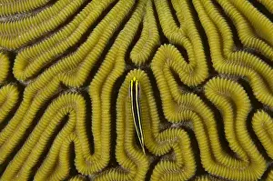 Images Dated 17th May 2011: Grooved Brain Coral (Diploria labyrinthiformis) & Yellownose Goby (Elacatinus randalii)