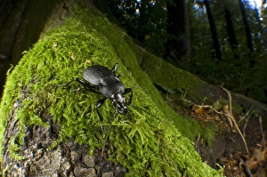 Andres Morya Prints: Ground beetle (Calosoma inquisitor), Switzerland. The species is found in northern Africa