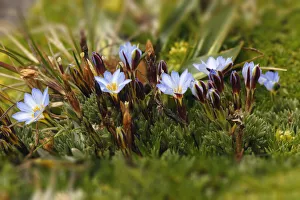 South America Prints: Ground cover, Antisana Ecological Reserve, Ecuador