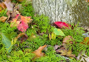 Images Dated 16th October 2010: Ground pine, Lycopodium obscurum, Jefferson National Forest, Virginia