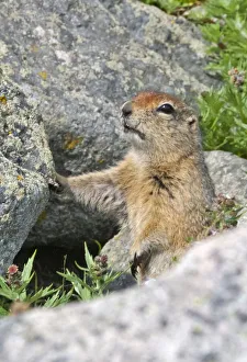 Russia Prints: Ground squirrel, Cape Dezhnev, most eastern corner of Eurasia, Russian Far East